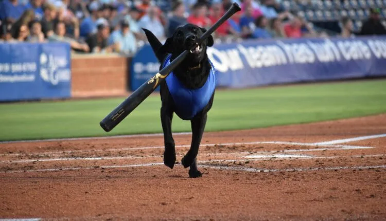 Ripken the Bat Dog prepares for another season with Durham Bulls