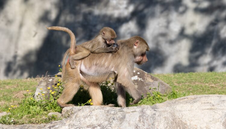 Celebrate 50 years of the North Carolina Zoo with a wild visit or two Celebrate 50 years of the North Carolina Zoo with a wild visit or two