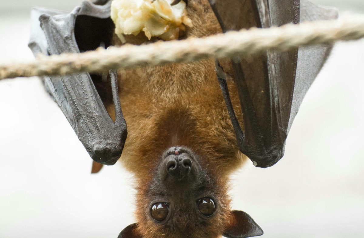 Go Batty: October is Bat Appreciation Month Go Batty: October is Bat Appreciation Month