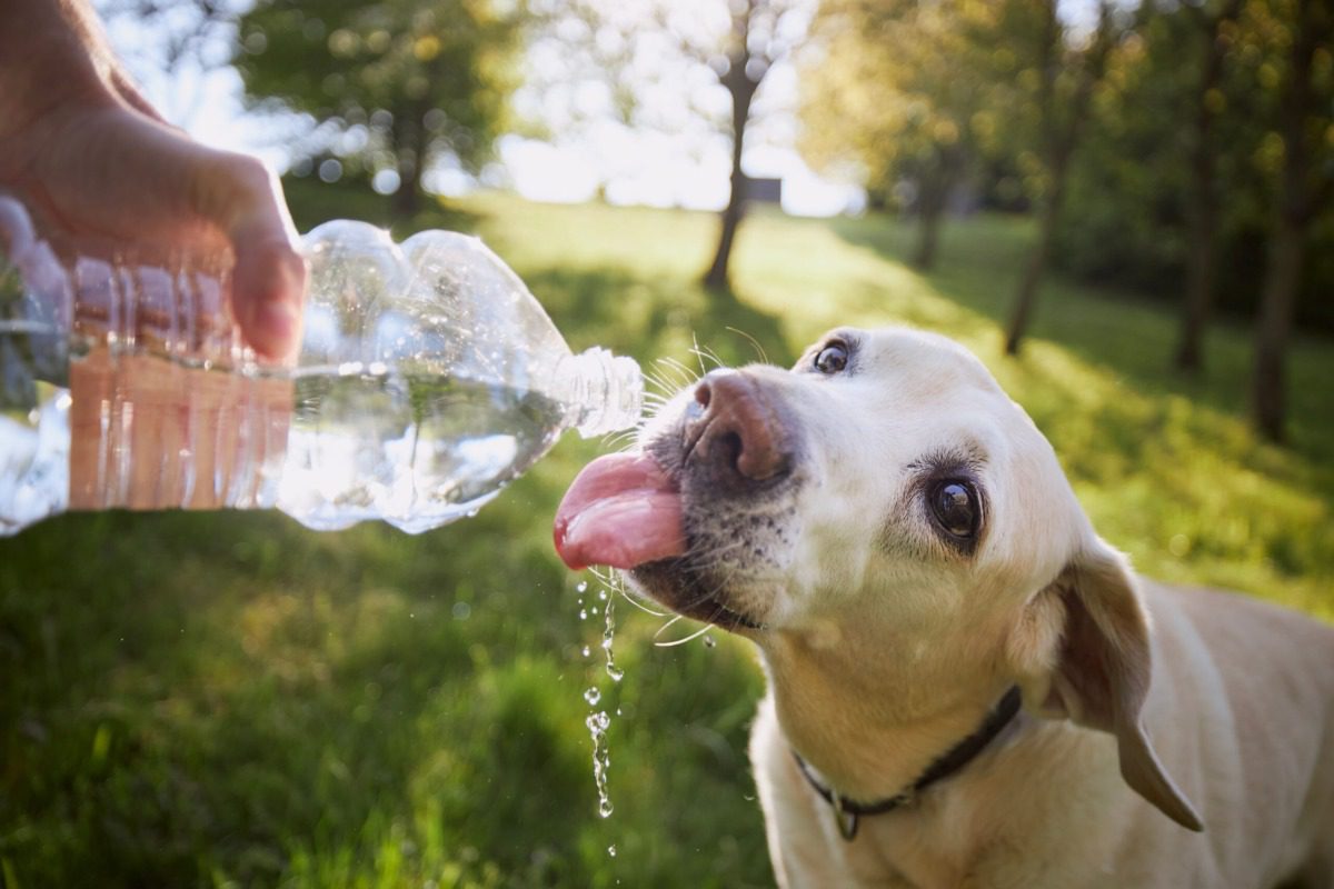 Keeping pets safe in the NC heat: 10 tips from veterinarians Keeping pets safe in the NC heat: 10 tips from veterinarians