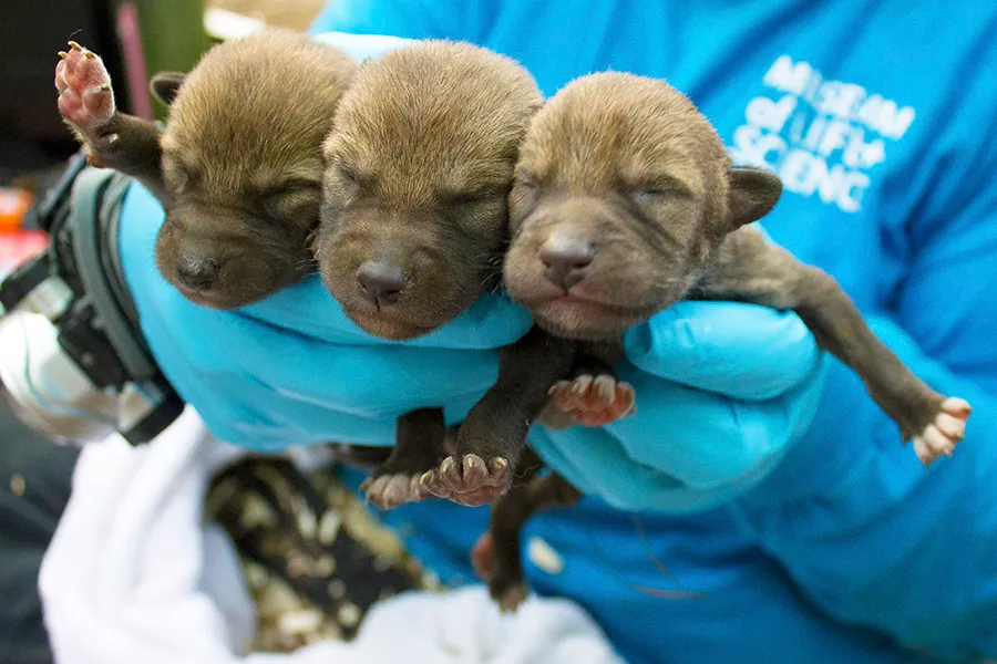 Red Wolf Pups in North Carolina
