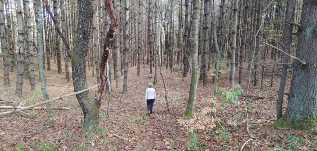 Sue Wasserman - Cardinal & Pine