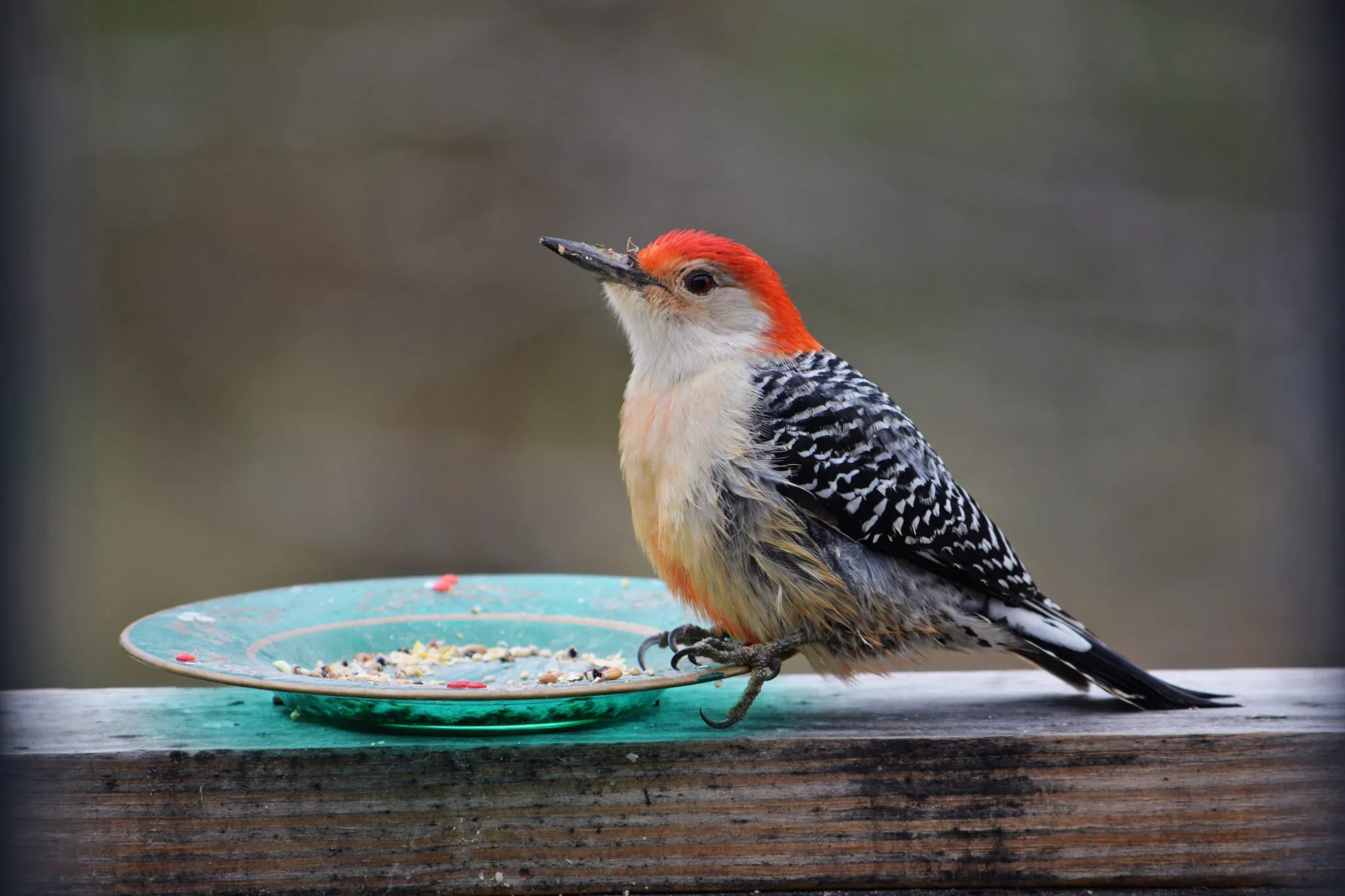Which NC Summer Bird Are You? Which NC Summer Bird Are You?