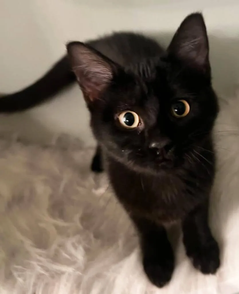 NC Black Cat Sanctuary