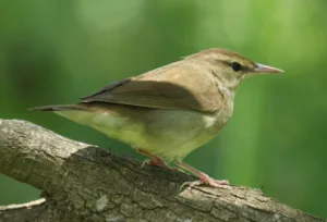 The Rare Birds That Call Roanoke River Wildlife Refuge Home