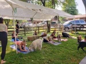 Where to practice goat yoga in North Carolina