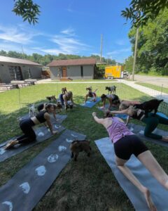 Where to practice goat yoga in North Carolina