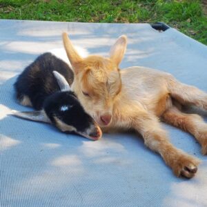 Where to practice goat yoga in North Carolina