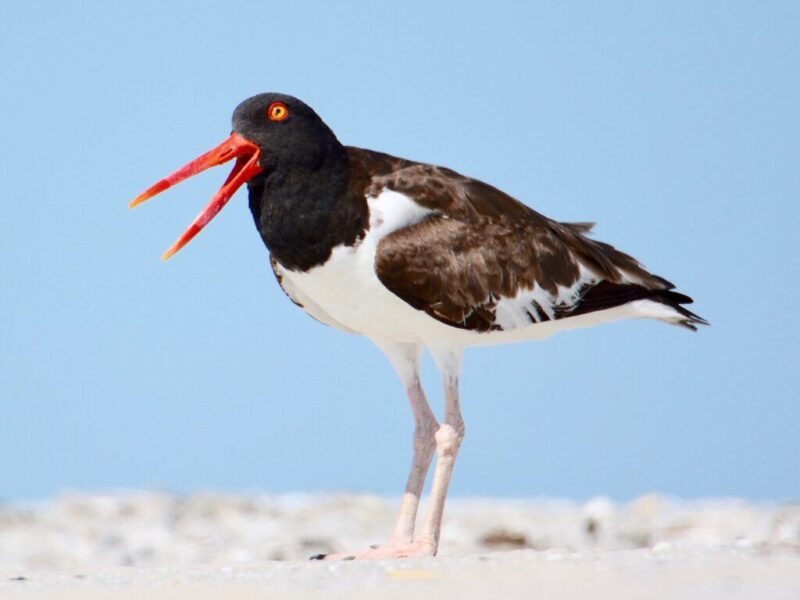 10 birds migrating through North Carolina this fall