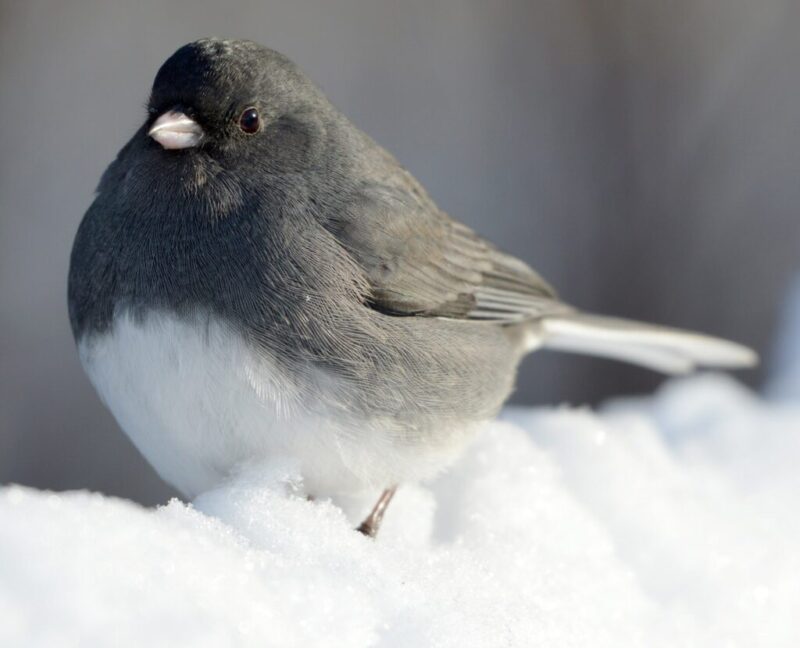 10 birds migrating through North Carolina this fall
