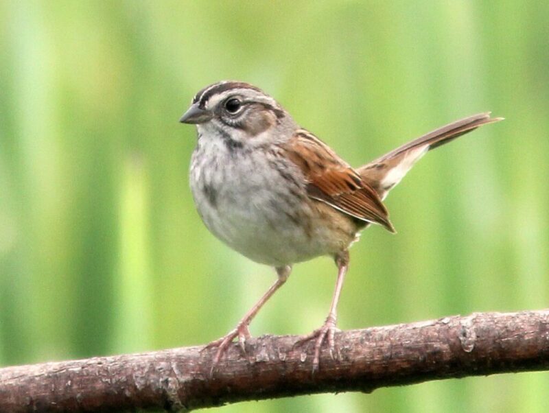 10 birds migrating through North Carolina this fall