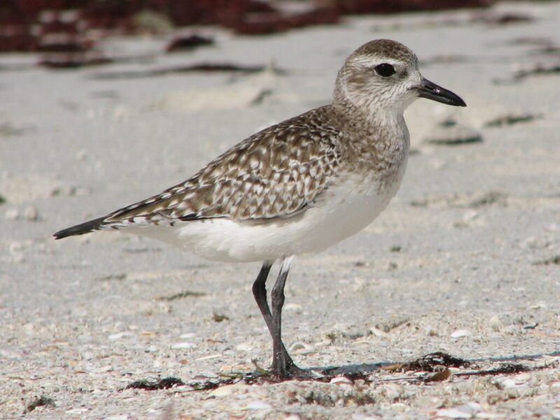10 birds migrating through North Carolina this fall