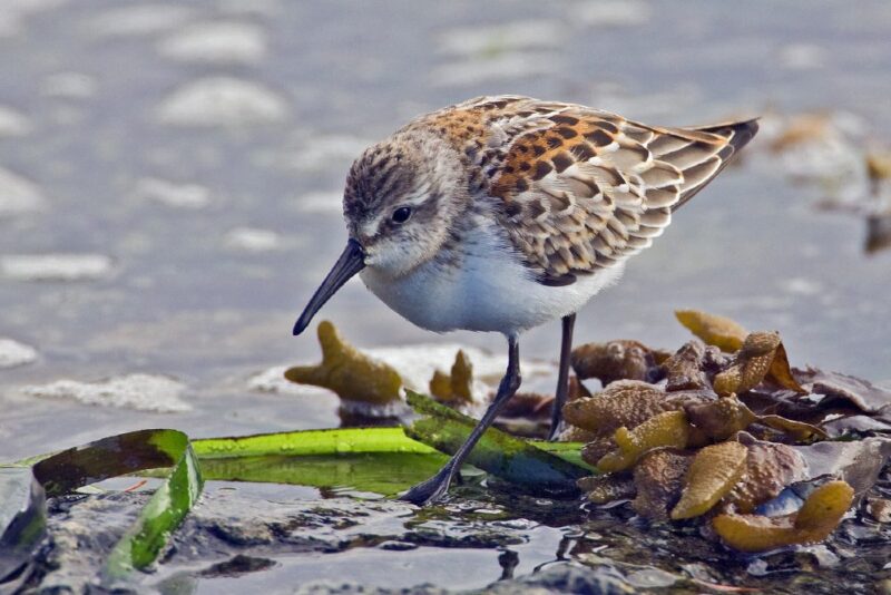 10 birds migrating through North Carolina this fall