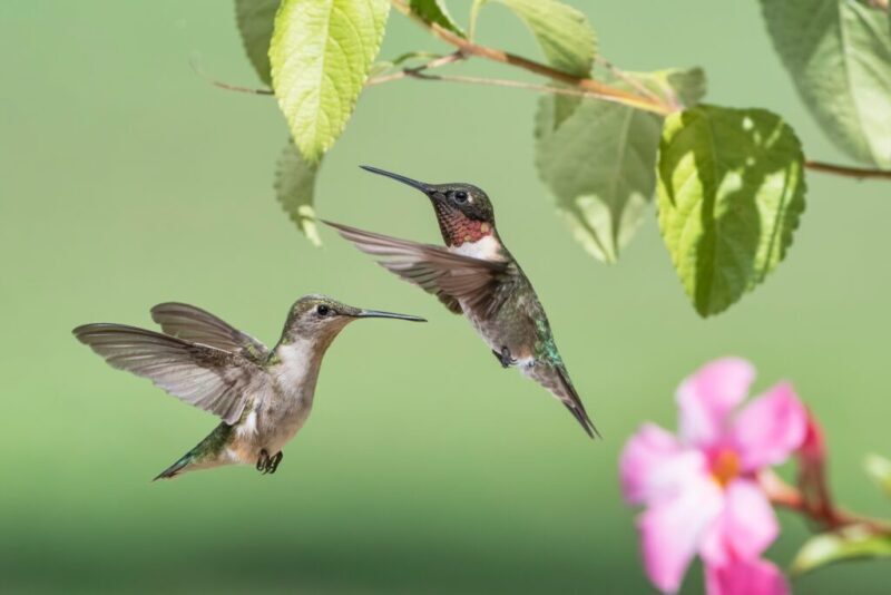 10 birds migrating through North Carolina this fall