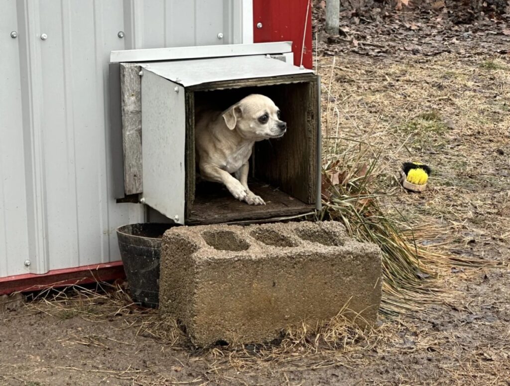 Brooke Elliott - Cardinal & Pine