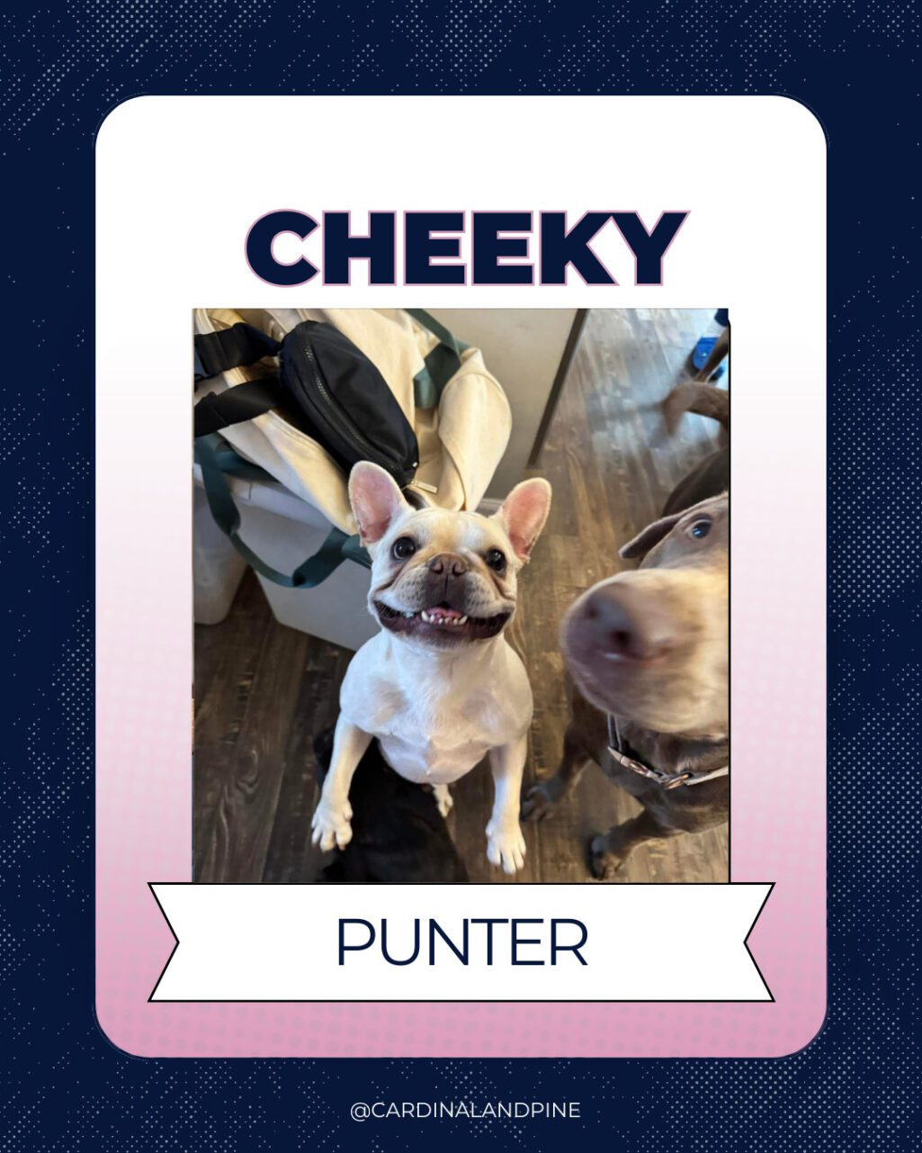 14 This year’s Puppy Bowl snubbed North Carolina dogs. So we asked our readers to build a team.
