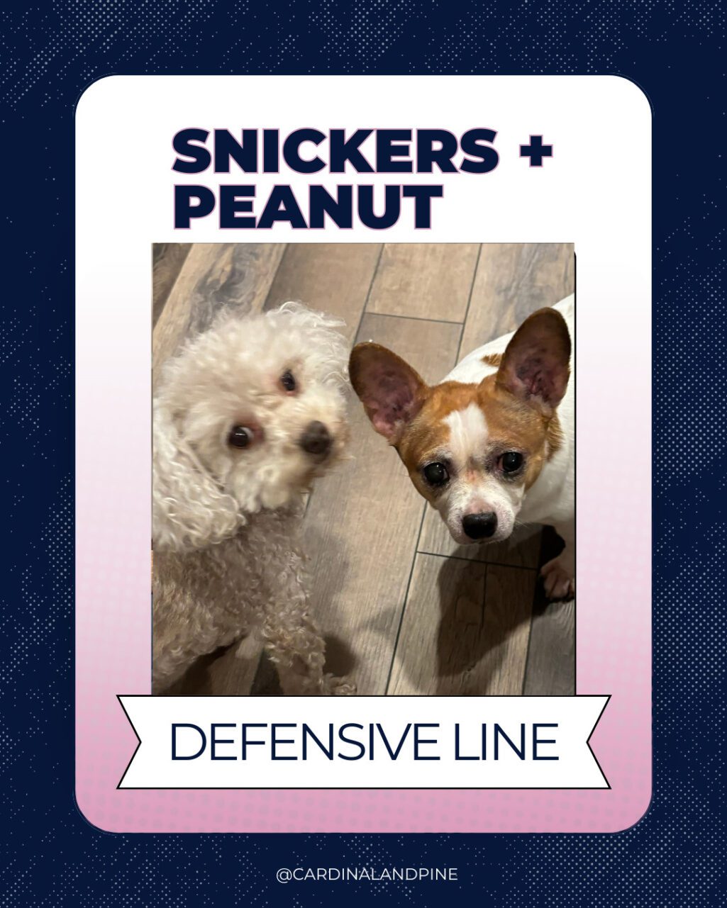 17 This year’s Puppy Bowl snubbed North Carolina dogs. So we asked our readers to build a team.