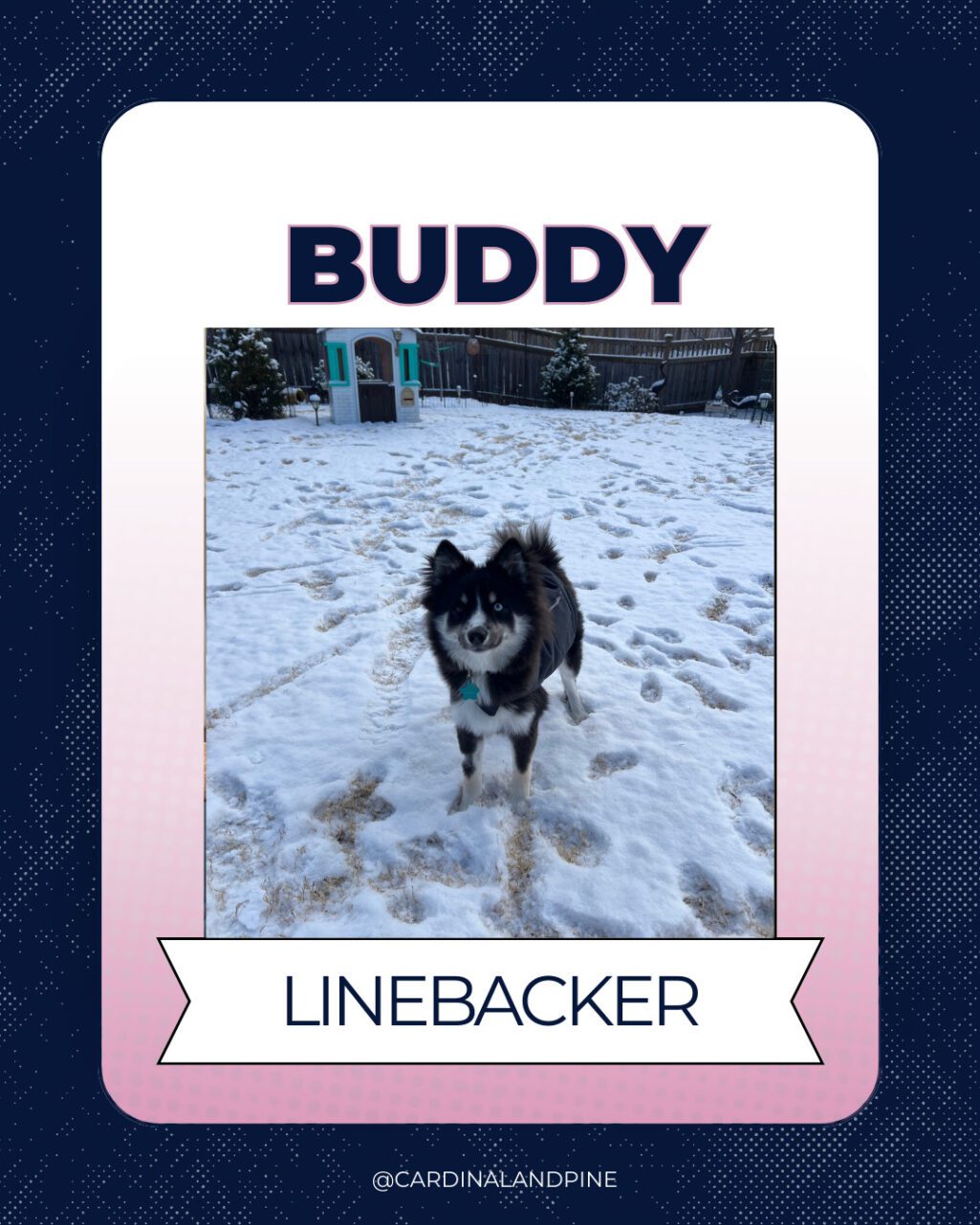 18 This year’s Puppy Bowl snubbed North Carolina dogs. So we asked our readers to build a team.