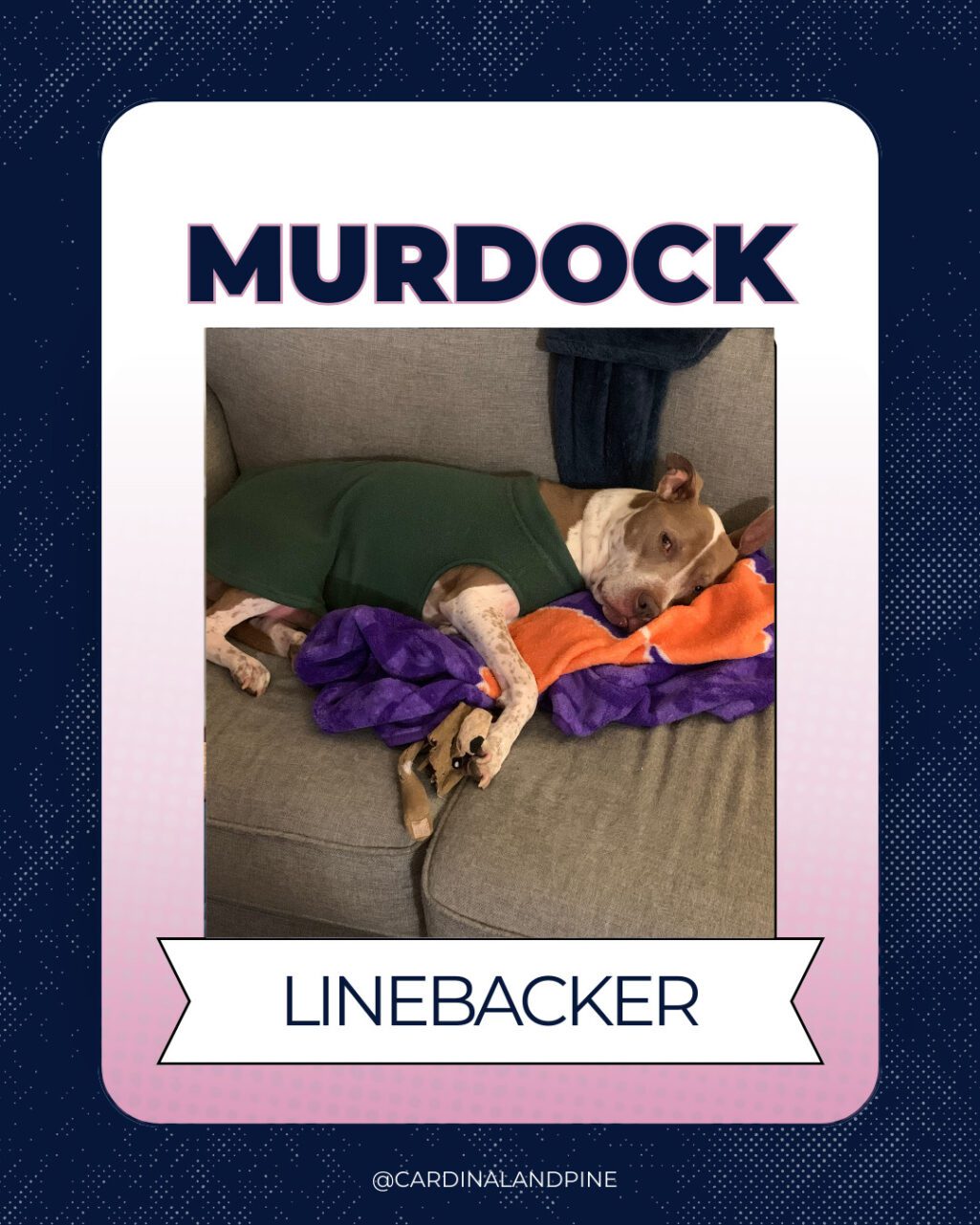 19 This year’s Puppy Bowl snubbed North Carolina dogs. So we asked our readers to build a team.