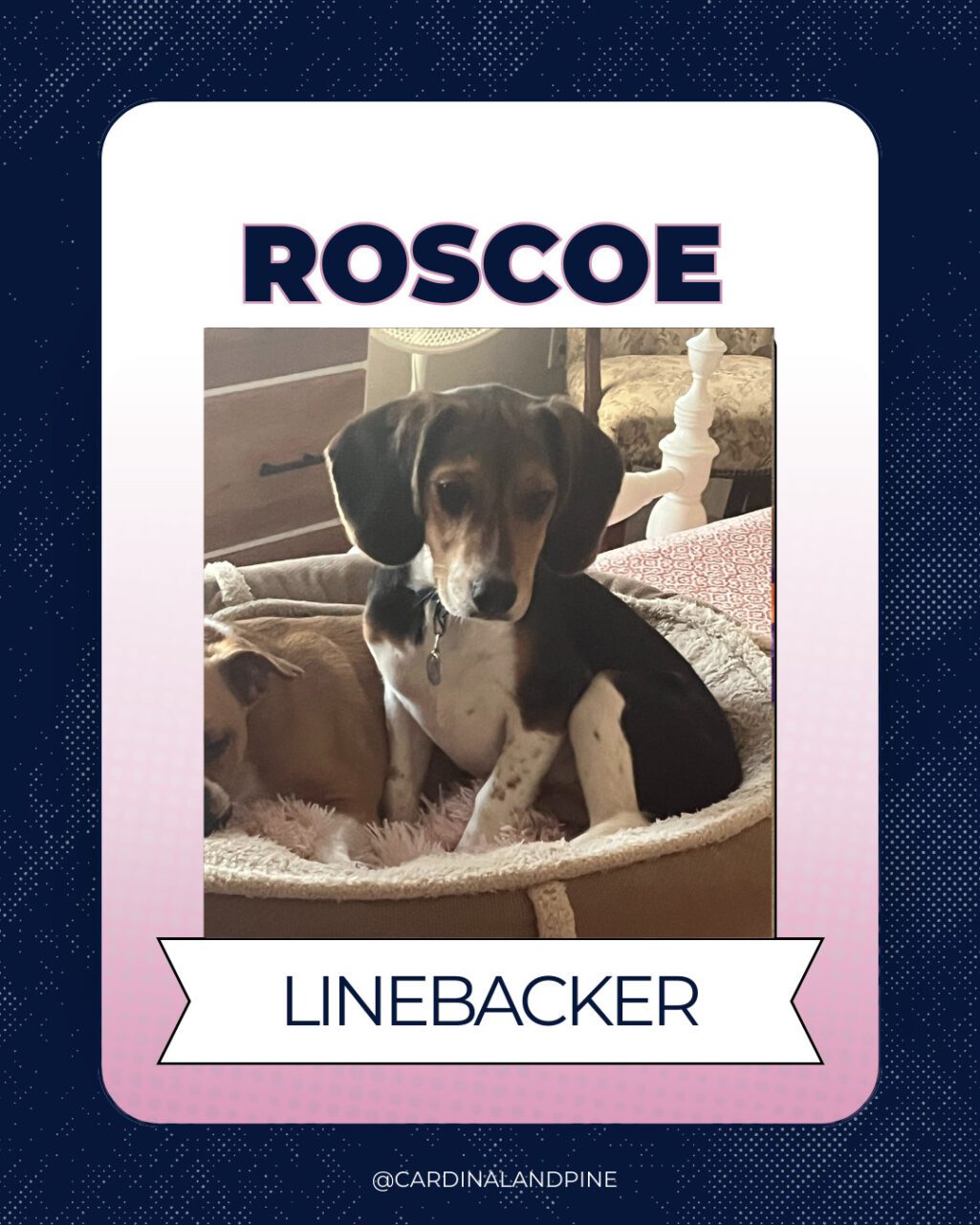 20 This year’s Puppy Bowl snubbed North Carolina dogs. So we asked our readers to build a team.