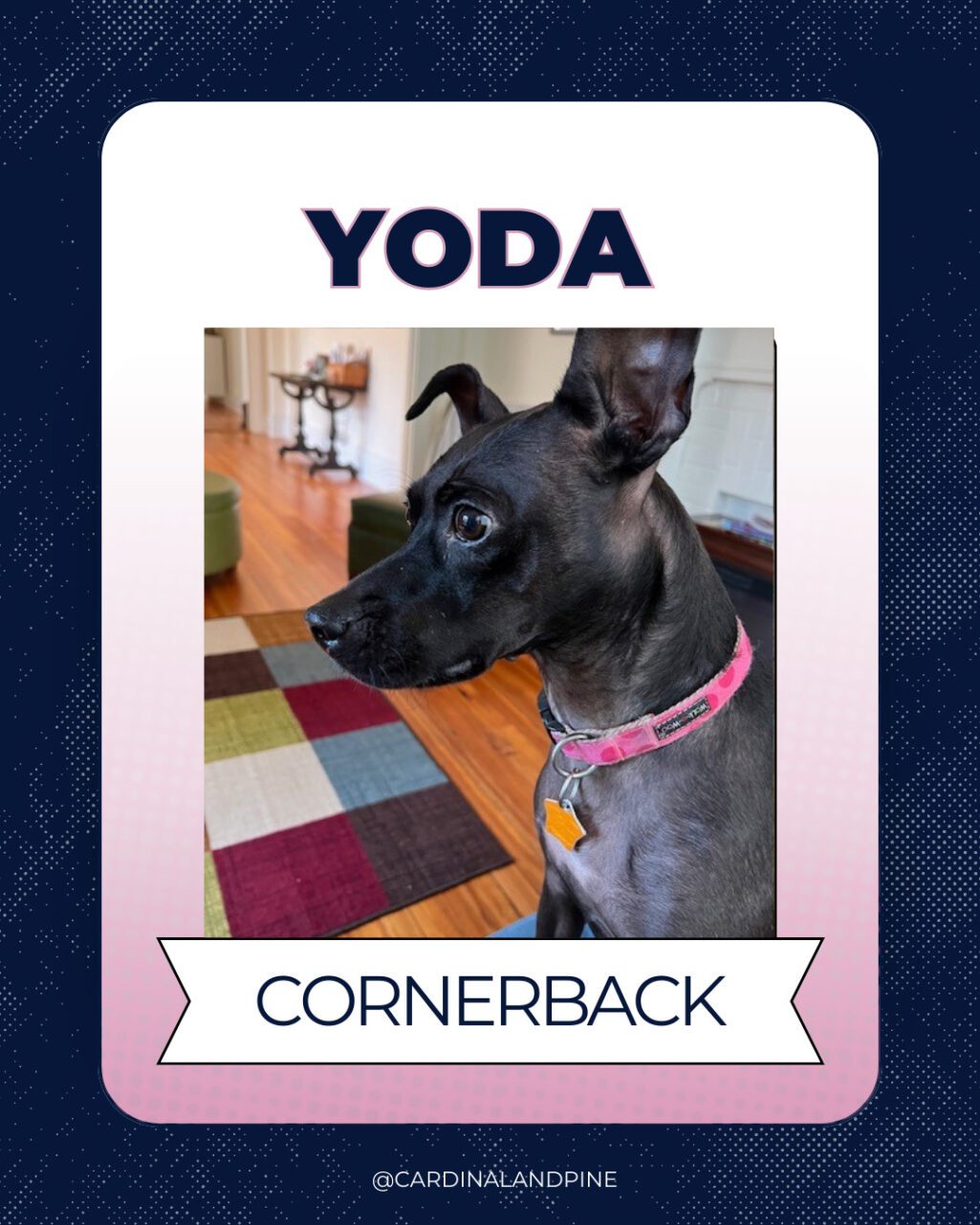 21 This year’s Puppy Bowl snubbed North Carolina dogs. So we asked our readers to build a team.