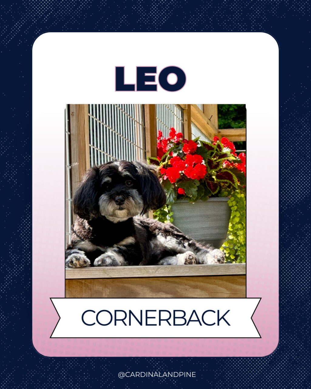 22 This year’s Puppy Bowl snubbed North Carolina dogs. So we asked our readers to build a team.
