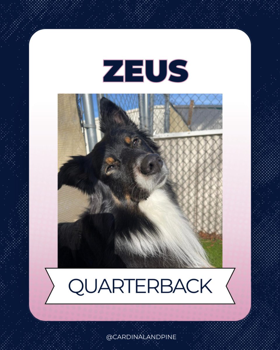 3 This year’s Puppy Bowl snubbed North Carolina dogs. So we asked our readers to build a team.