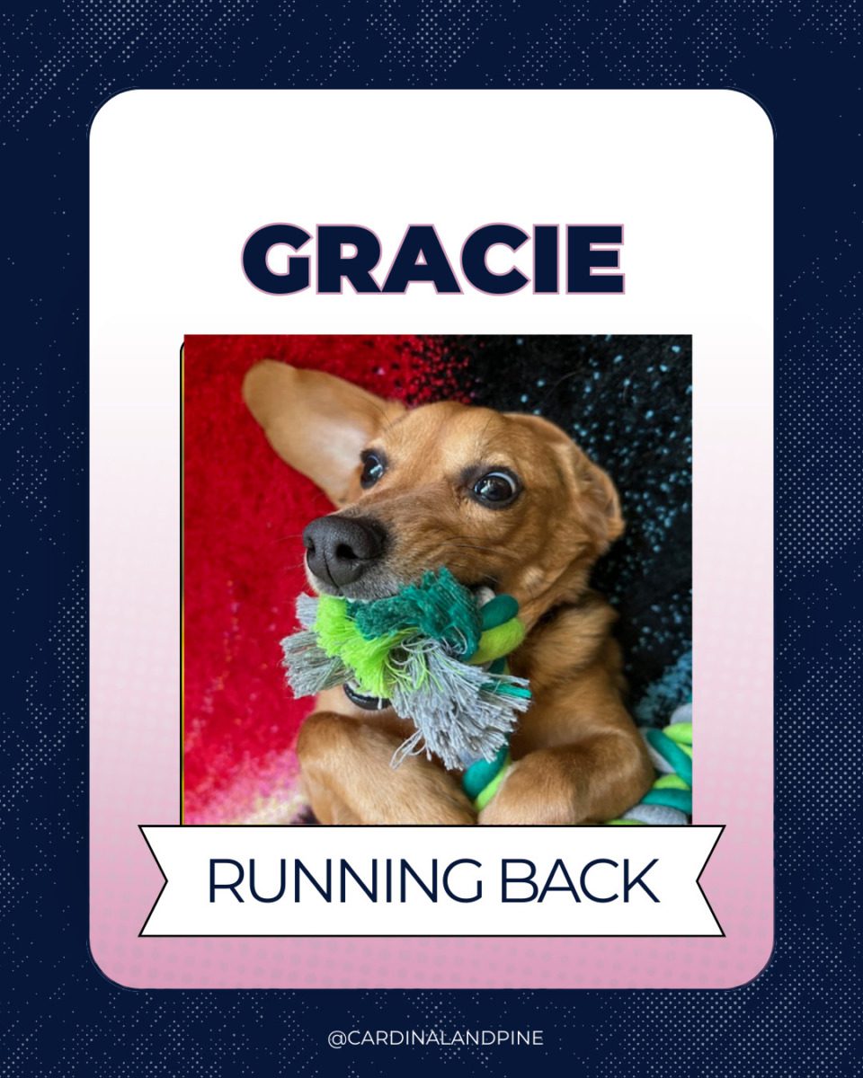 5 This year’s Puppy Bowl snubbed North Carolina dogs. So we asked our readers to build a team.