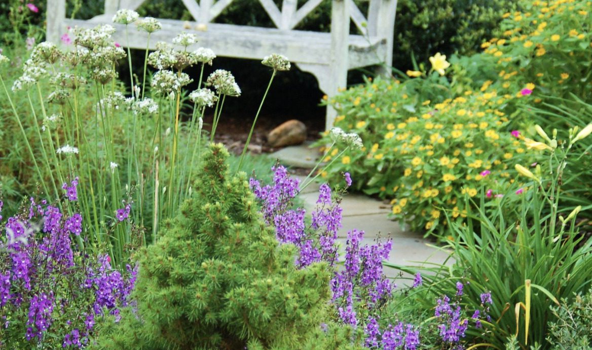 Beautiful flowers in bloom in a Lewisville garden.