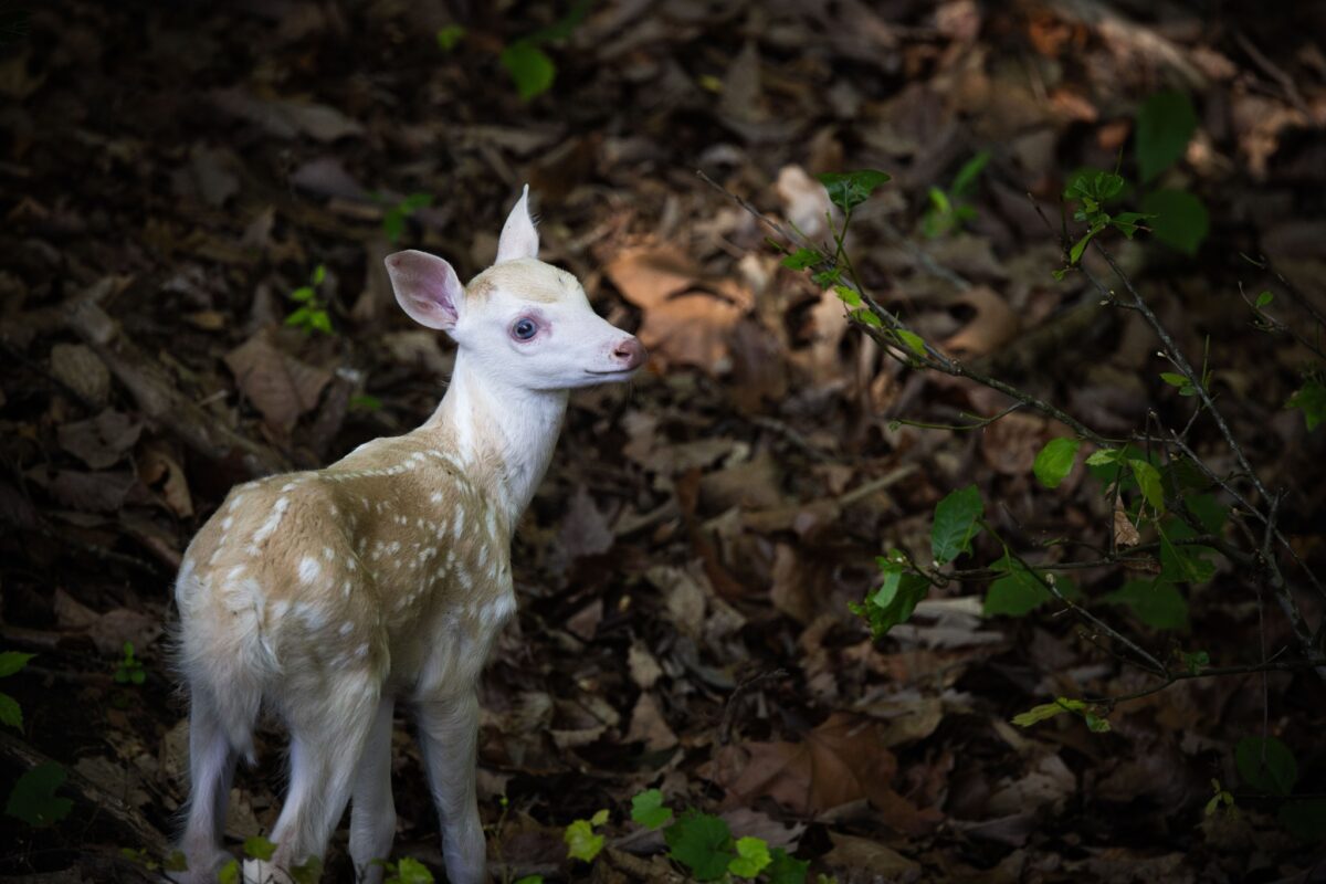 Good News Friday: Rare white fawn born near the North Carolina Zoo Good News Friday: Rare white fawn born near the North Carolina Zoo